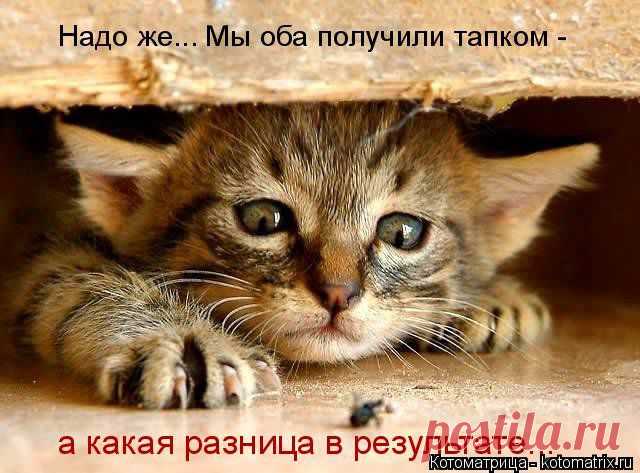 Котоматрица на праздники