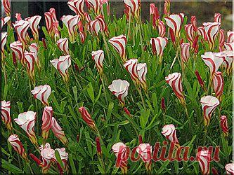 Кислица разноцветная (Oxalis versicolor) − неморозостойкое растение родом из Южной Африки. Прибыло в Европу в 1774 году. С тех пор там его выращивают в теплицах и оранжереях. У него очень занимательные цветки. Бутоны выглядят красными с белыми полосками, а когда они раскрываются, венчик оказывается изнутри белым, а снаружи красным.