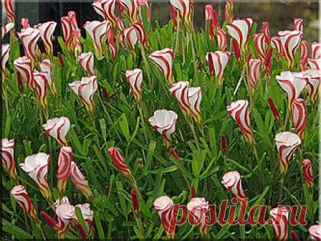 Кислица разноцветная (Oxalis versicolor) − неморозостойкое растение родом из Южной Африки. Прибыло в Европу в 1774 году. С тех пор там его выращивают в теплицах и оранжереях. У него очень занимательные цветки. Бутоны выглядят красными с белыми полосками, а когда они раскрываются, венчик оказывается изнутри белым, а снаружи красным.