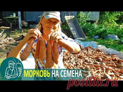 🌿 Посадка моркови на семена по технологии Гордеевых