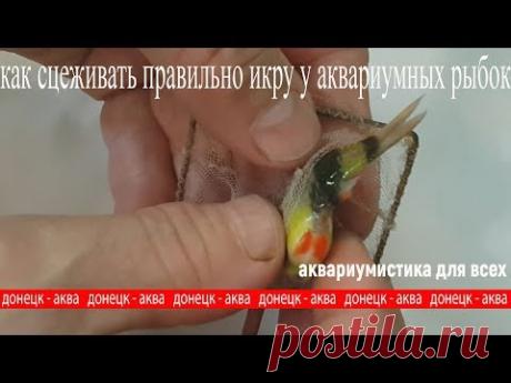 как сцеживать правильно икру у аквариумных рыбок - YouTube