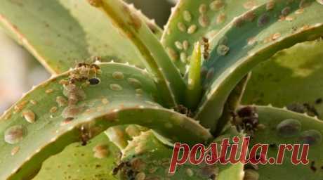 Вредители комнатных растений (29 фото): как бороться с трипсами, липкими листьями и подурами в домашних условиях? Используем «Зеленое мыло»