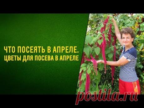 Что посеять в апреле  Цветы для посева в апреле - YouTube