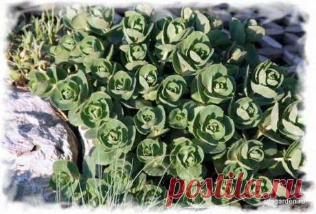 Очитки | Дачная жизнь - сад, огород, дача