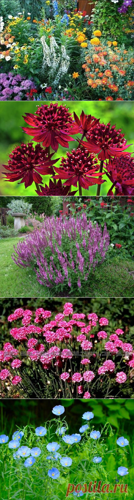 10 МНОГОЛЕТНИКОВ,ЦВЕТУЩИХ ВСЁ ЛЕТО!... -