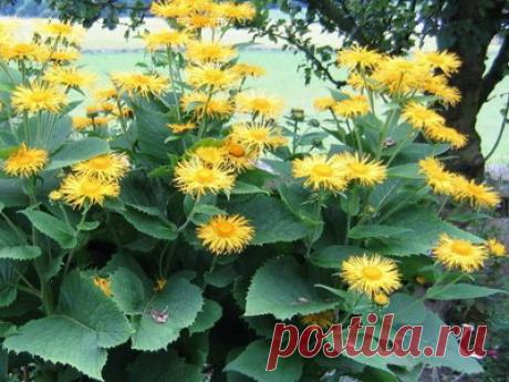 Девясил - лечебные свойства