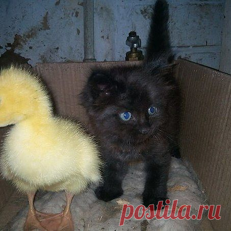 (50) Одноклассники