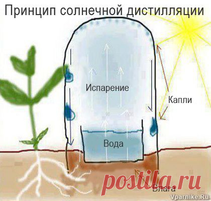 Простой способ саморегулируемого полива при помощи пластиковых бутылок