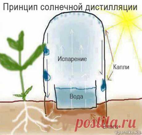 Простой способ саморегулируемого полива при помощи пластиковых бутылок