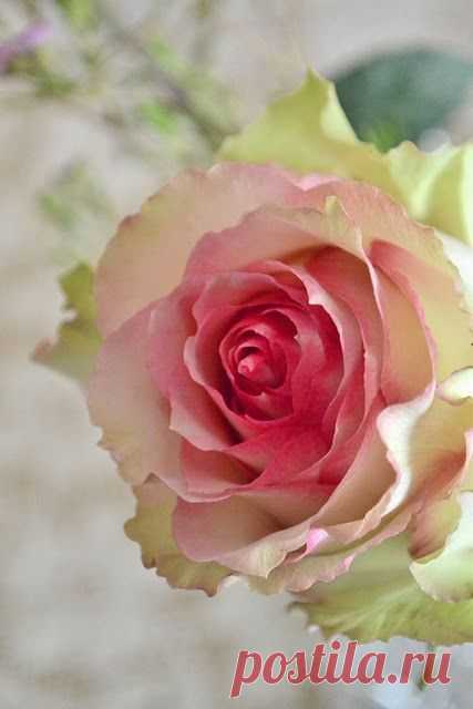 Esperance Rose