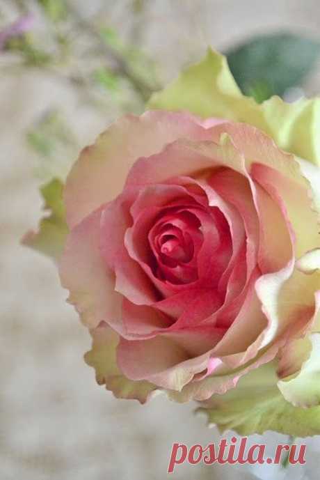 Esperance Rose