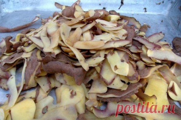 Поливаем картофельным отваром - получаем крепкую рассаду