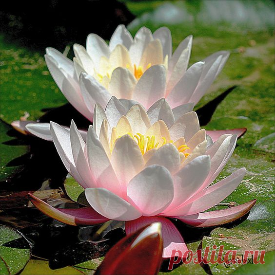 Waterlily
flickr от Marcelxxl   |  Pinterest • Всемирный каталог идей