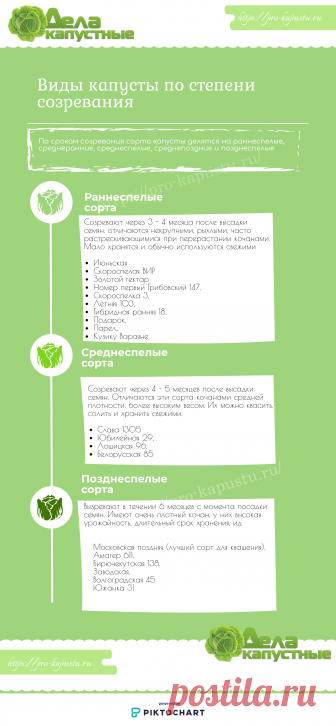 Как выращивать рассаду белокочанной капусты в домашних условиях