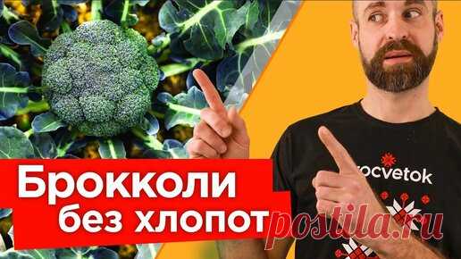 Делюсь секретами огромного урожая брокколи! Тонкости выращивания брокколи от посева до сбора урожая 🥦 | Procvetok | Дзен