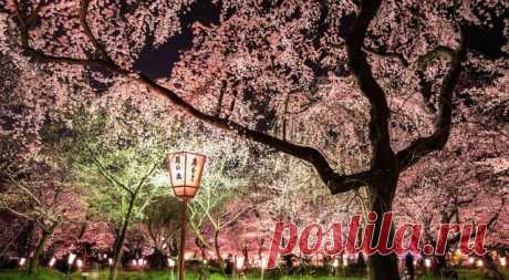 ❁⁀ ♥ ⁀✿Sakura ❁⁀ ♥ ⁀Japon ✿