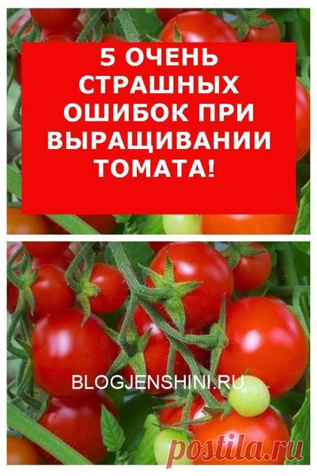Каждый огородник мечтает, чтобы томаты на его участке давали максимальный урожай. Но ряд ошибок, которые совершаются из раза в раз, мешают получению богатого урожая. Как же сделать так, чтобы не только получить, но и вырастить здоровые и крепкие растения? При посадке рассады необходимо учитывать некоторые тонкости и не допускать ошибок. Залог хорошего урожая — это наличие достаточного количества света, плодородная почва, качественная рассада. Но чтобы получить все эти составляющие, нужно прави…