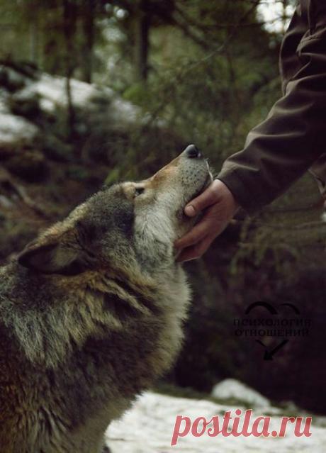 Никогда не лги тому, кто тебе доверяет. Никогда не доверяй тому, кто тебе солгал.  Эми Уайнхаус