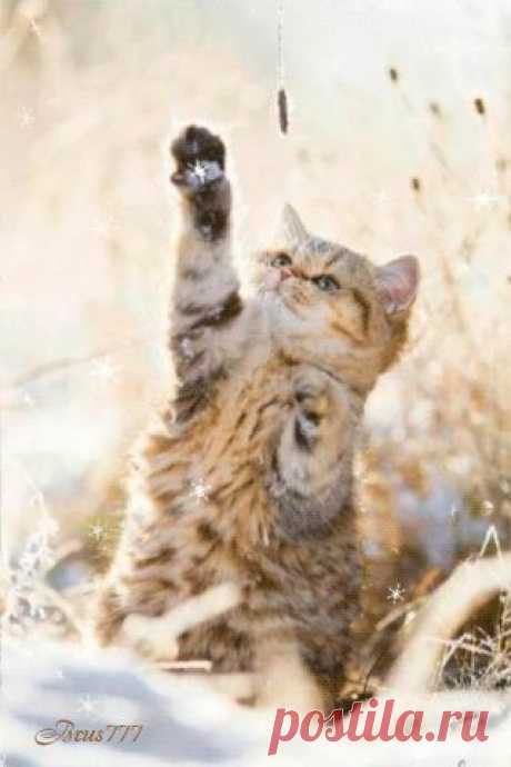 Котики каждый день – Сообщество – Google+