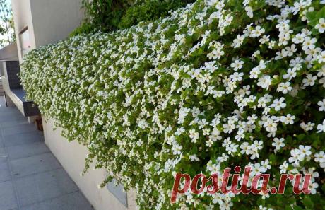 Как вырастить бакопу, чтобы она обильно цвела