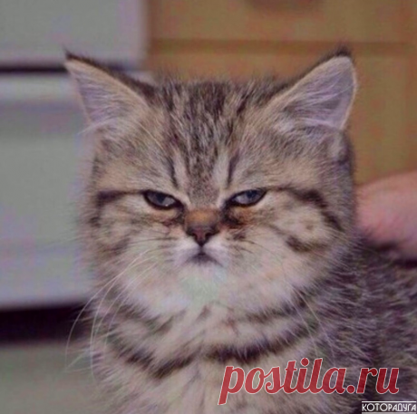 "Человек, со мной шутки плохи. Запомни это: я суров и хладнокровен!" Смешные котики | Которадуга | Яндекс Дзен