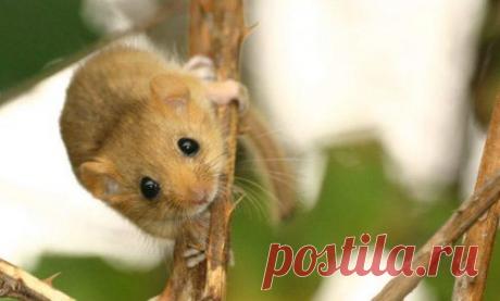 Топ-25 животных с самыми странными защитными механизмами | Разно Всяко