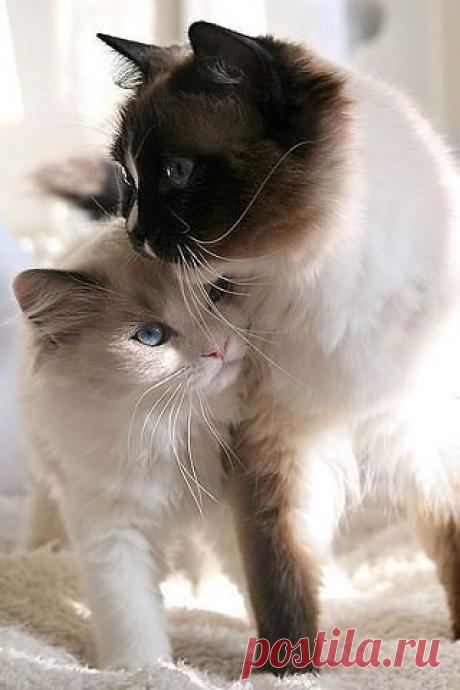 Красивые стихи…
Тамара Пашетных