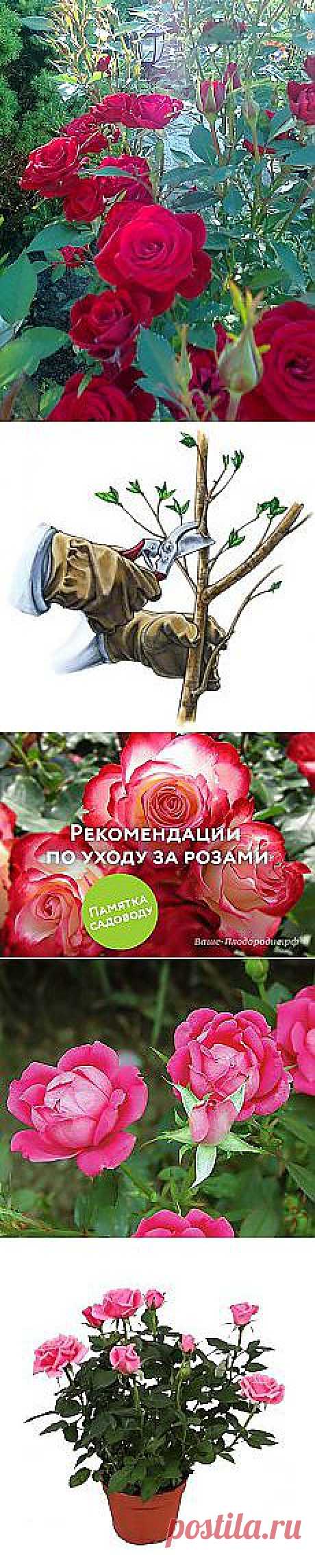 Ольга Оля...: РОЗЫ | Постила.ru