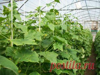 Сезонные работы в саду и огороде: первая неделя июня