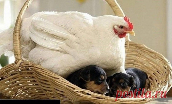 ЧУЖИХ ДЕТЕЙ НЕ БЫВАЕТ...