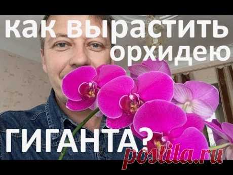 как вырастить гигантскую ОРХИДЕЮ - длина цветоноса 1,2 метра и продолжает рост