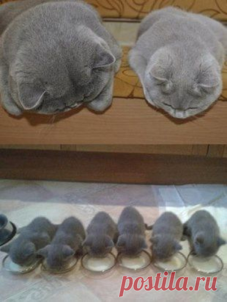 Одноклассники