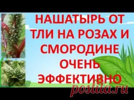 НАШАТЫРНЫЙ СПИРТ ОТ ТЛИ НА РОЗАХ И СМОРОДИНЕ🐛🐜🐞