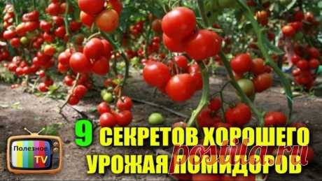 OK.RU