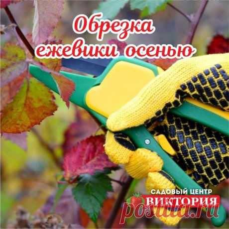 Обрезку ежевики рекомендуется делать за 3-4 недели до первых заморозков.
Удалите отплодоносившие в этом году ветви. Стебли этого года зеленоватые или светло-коричневые, прошлогодние приобретают коричневую окраску. Кроме того, на прошлогодних побегах сохраняются сухие соцветия и плодоножки. Срез делайте сразу над почкой, без пеньков. Ремонтантные сорта ежевики обрезать проще всего. После плодоношения все ветви срезают под корень.
Удалите слишком тонкие и короткие молодые побеги. Если полность