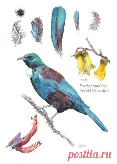 Ekara Postcard of TUI by Katherine Steeds with code 010