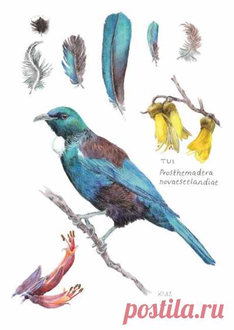 Ekara Postcard of TUI by Katherine Steeds with code 010