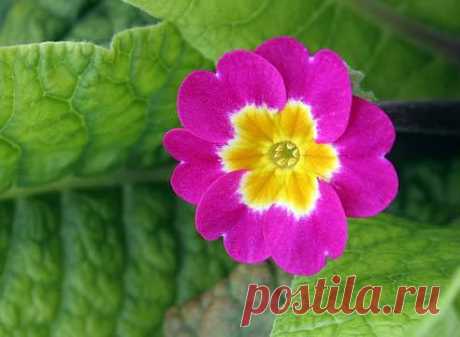 Примула/Primula: посадка, размножение, уход, сорта, болезни и вредители – энциклопедия растений с фото на Supersadovnik.ru