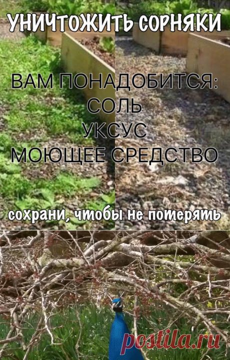 (33) Одноклассники