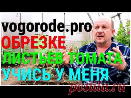 Когда И Зачем ОБРЕЗАТЬ ЛИСТЬЯ ТОМАТА и не только,чтобы получить РАДОСТЬ ОТ КРАСОТЫ И Богатый Урожай