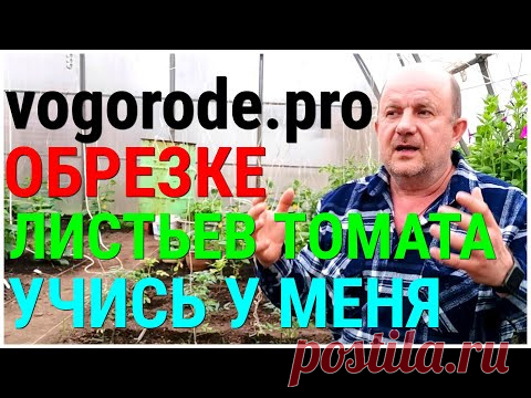 Когда И Зачем ОБРЕЗАТЬ ЛИСТЬЯ ТОМАТА и не только,чтобы получить РАДОСТЬ ОТ КРАСОТЫ И Богатый Урожай