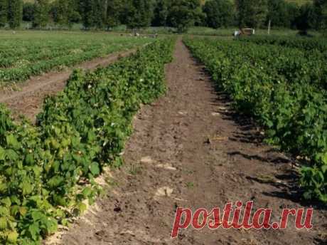 Грамотная посадка малины в разы повышает урожаи и снижает трудозатраты
