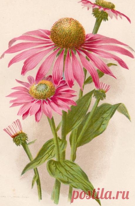 Найдено на сайте uk.picclick.com.