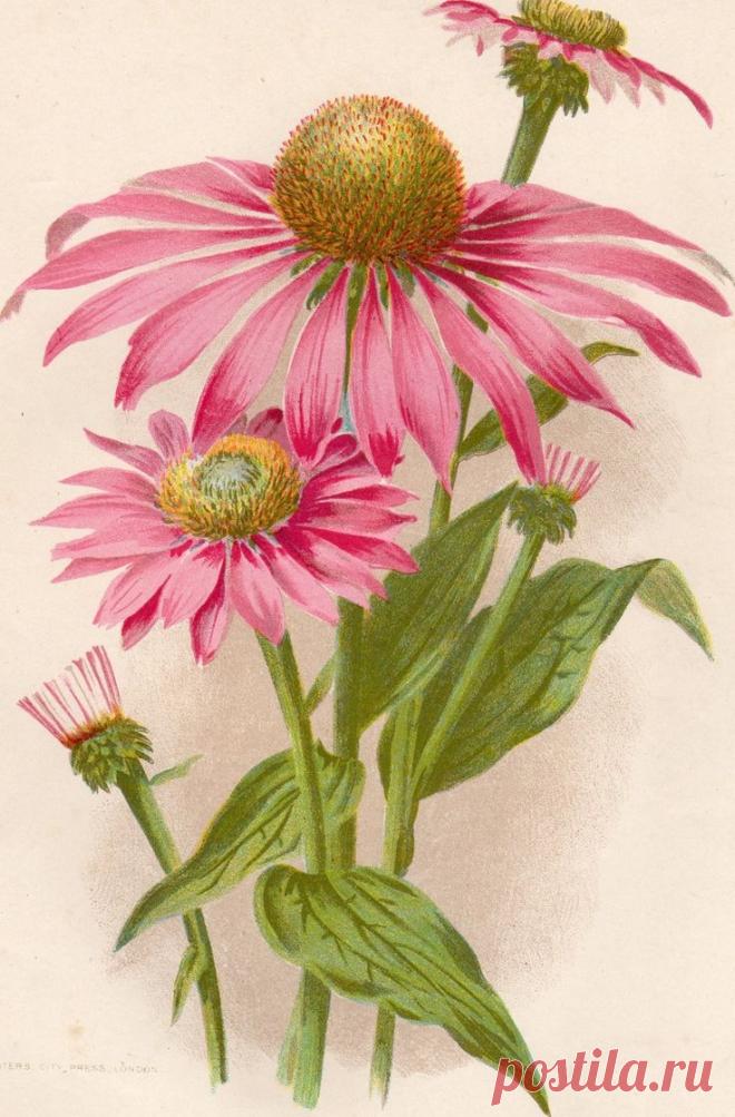 Найдено на сайте uk.picclick.com.