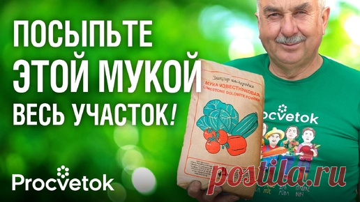 Раз в 10 лет рассыпаю эту муку по всему участку, и почва становится плодородной и без вредителей | Procvetok | Дзен