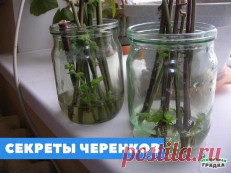 Секреты черенков
Укоренение черенков комнатных и садовых растений в воде – дело не сложное, но и здесь, как и в любом деле, есть свои хитрости.
Свет. Если на черенке нет листьев, то он быстрее даст корешки в полной темноте, но если на нем имеется хоть немного зелени, то для укоренения ему обязательно необходимо освещение.
Сосуд. В непрозрачной емкости черенки дают корешки гораздо быстрее, чем в прозрачной.
Вода. Если воды в емкости для укоренения слишком много, то в результате газообмена на