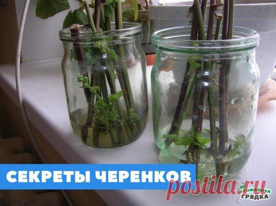 Секреты черенков
Укоренение черенков комнатных и садовых растений в воде – дело не сложное, но и здесь, как и в любом деле, есть свои хитрости.
Свет. Если на черенке нет листьев, то он быстрее даст корешки в полной темноте, но если на нем имеется хоть немного зелени, то для укоренения ему обязательно необходимо освещение.
Сосуд. В непрозрачной емкости черенки дают корешки гораздо быстрее, чем в прозрачной.
Вода. Если воды в емкости для укоренения слишком много, то в результате газообмена на