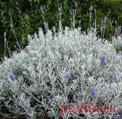 Уход за многолетней лавандой в открытом грунте заключаются в своевременной прополке земли между кустиками, необходимой для увеличения ее воздухопроницаемости, и удалении сорных трав. В поливах…