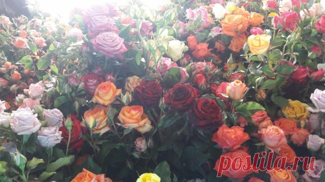 купить розы,семена роз почтой питомник роз Элит - Интернет магазин саженцев роз