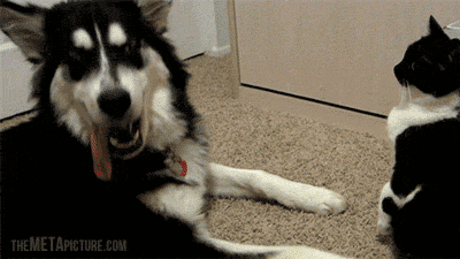 How DARE you / imgur.com / Surfingbird.ru